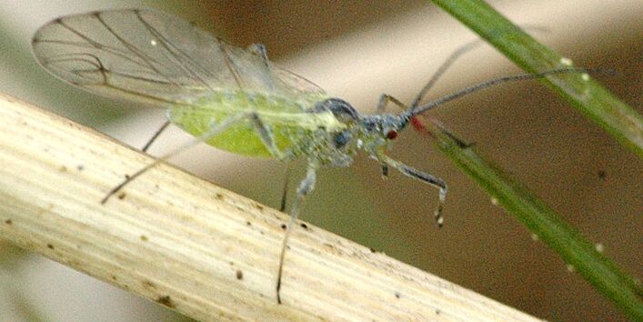 Großaufnahme der Grünen Pfirsichblattlaus.