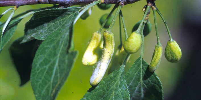 Deformierte Pflaumen am Ast