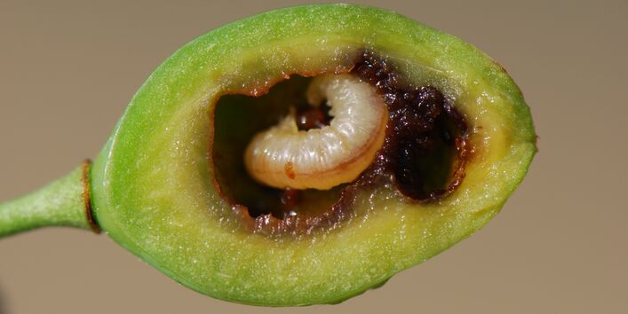 Schwarze Pflaumensägewespe in grüner Pflaume