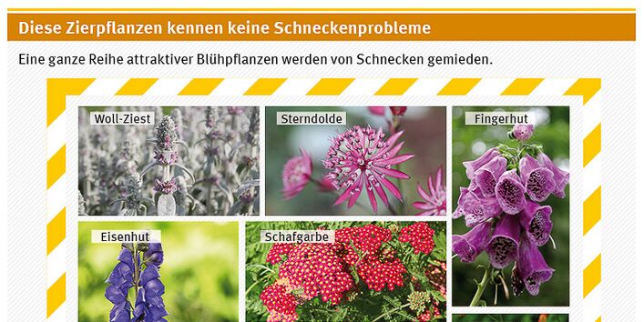 Zierpflanzen gegen Schneckenprobleme