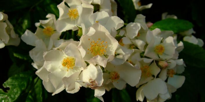 Vielblütige Rose (Rosa multiflora)