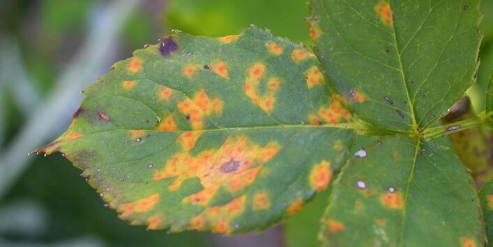 Rosenrost an Rosenblättern