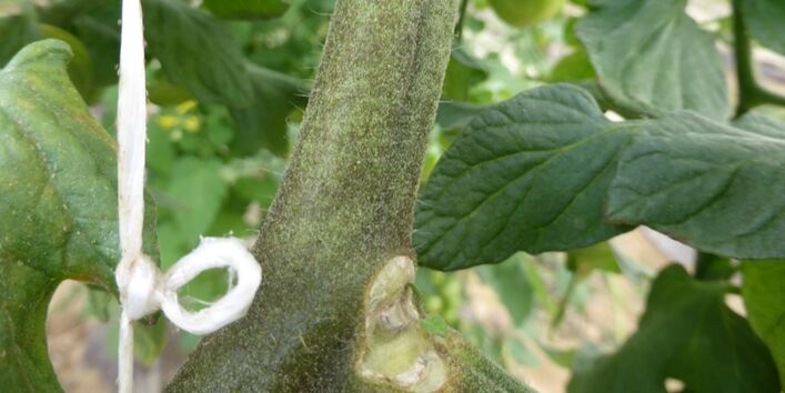 Tomatenstengel mit dem Schadbild der Tomatenrostmilbe
