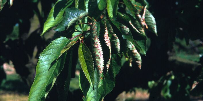 Triebspitze einer Kirsche, die an der Schrotschusskrankheit erkrankt ist.