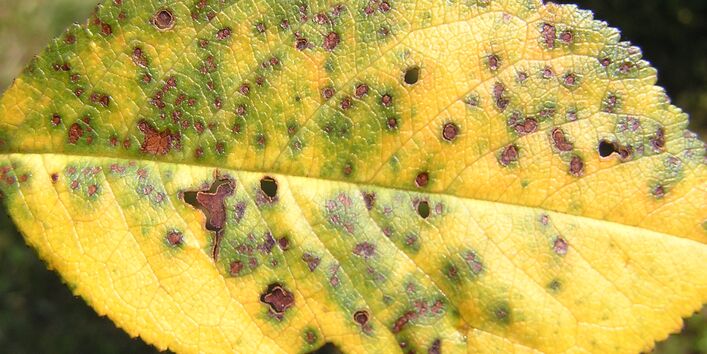 Kirschblatt mit Schadsymptomen der Sprühfleckenkrankheit