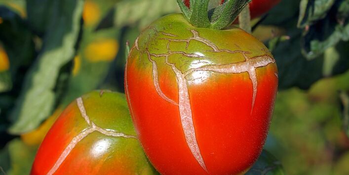 Geplatzte Tomatenfrüchte