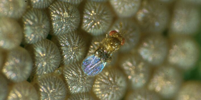 Schlupfwespe in Nahaufnahme