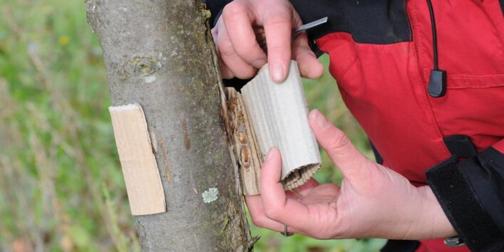 Wellpappenring gegen Apfelwickler wird an einem Stamm eines Apfelbaums angebracht