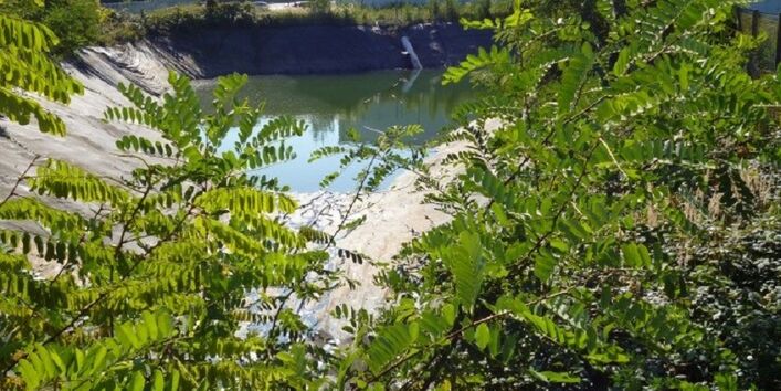 Löschteich hinter Pflanzen