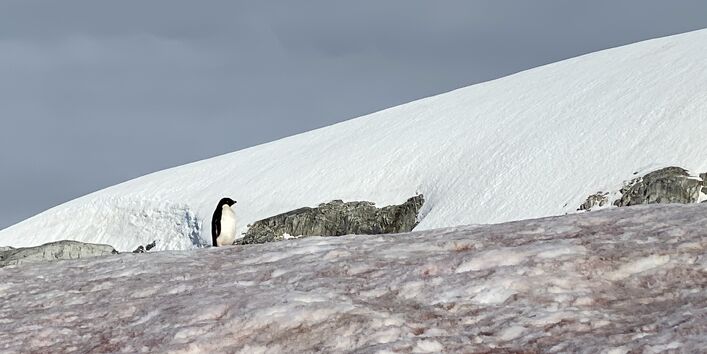 Rotalgen geben dem Eis und Schnee an vielen Orten eine starke Färbung.