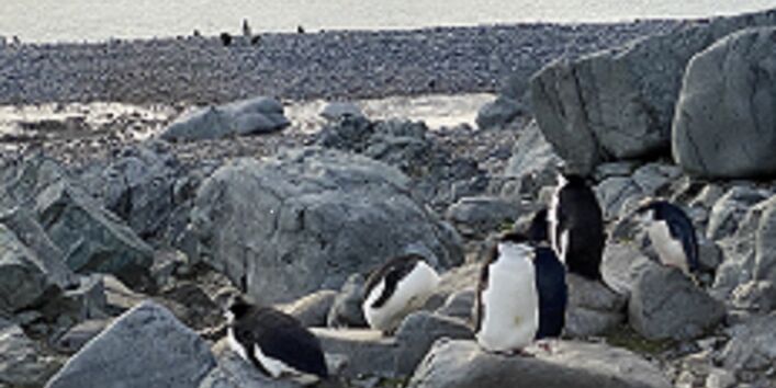 Die Bestände von Zügelpinguinen sind rückläufig – Schuld ist mit großer Wahrscheinlichkeit der Klimawandel
