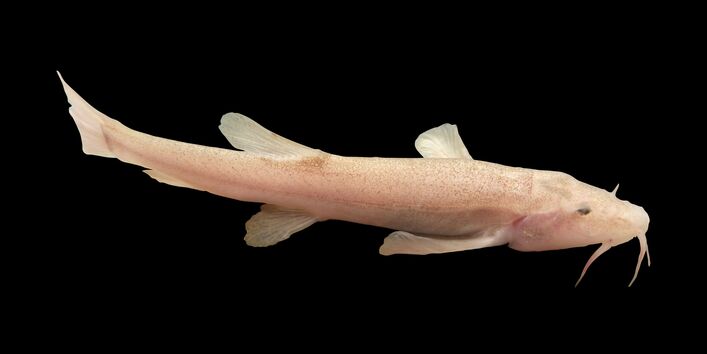 Cave fish