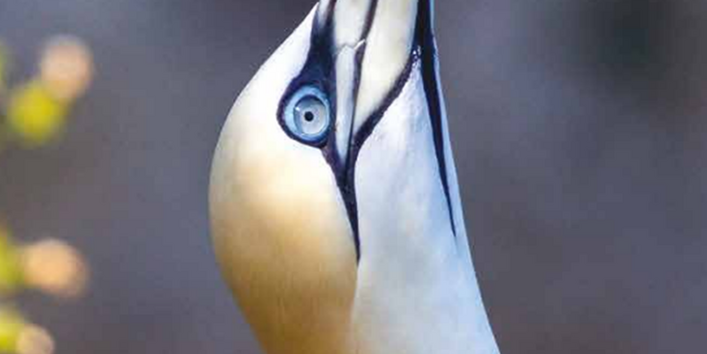 Auf dem Bild wird die Titelseite des OSPAR QSR 2023 (ein nach oben gereckter Hals und Kopf eines Basstölpel) dargestellt. 