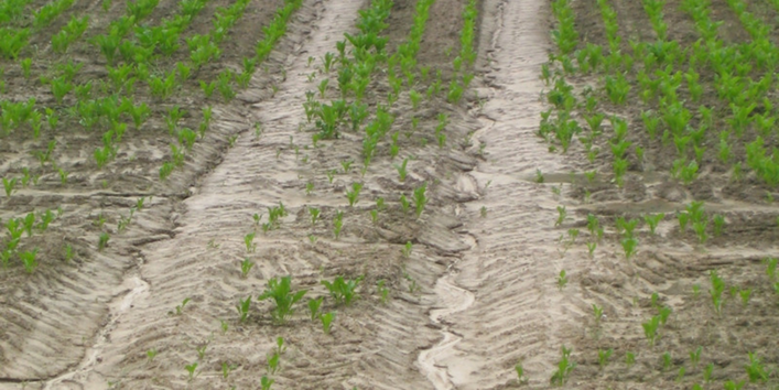 Figure 2. Ruts in the downhill direction promote soil loss by water. 