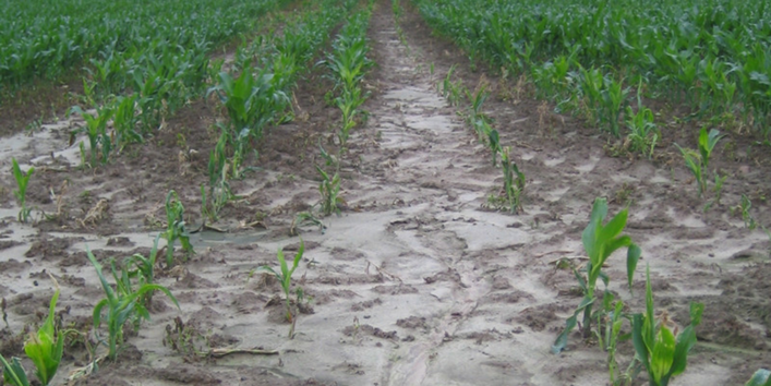 Figure 3. When growing corn, the soil is uncovered for a long time and is susceptible to soil loss and siltation. 
