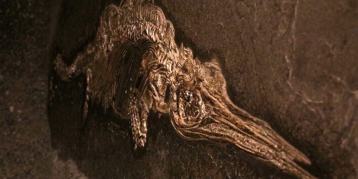 Dauerausstellung "TERRA.vita", Fossil