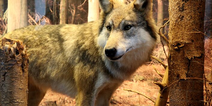  Dauerausstellung "Wald"