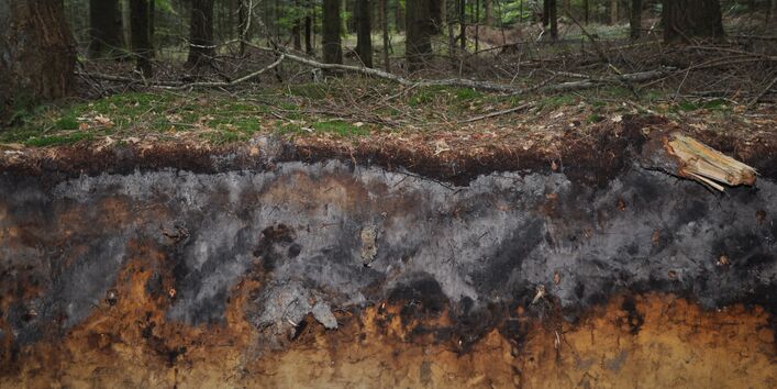 Das Bodenprofil am Standort Langenberger Forst