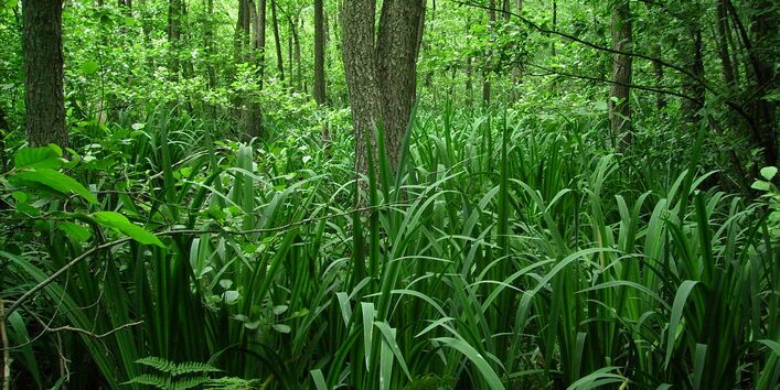 Erlenbruchwald