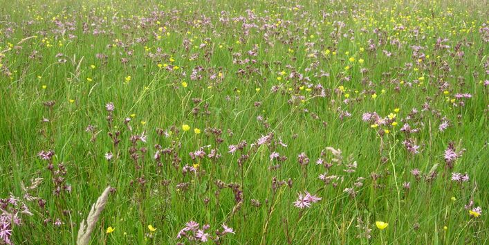 artenreiche Feuchtgrünwiese