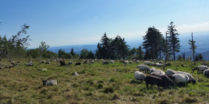 Grindenbeweidung und Ausblicke von der Hornisgrinde