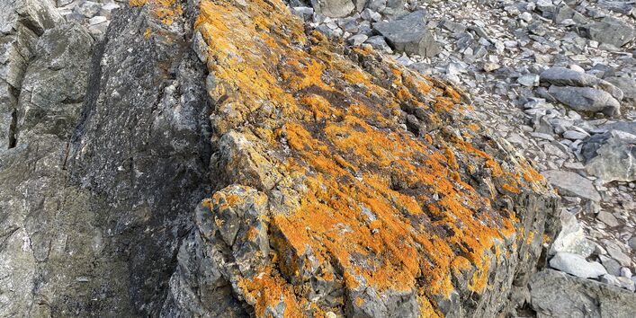 Kein Stein zum Sitzen – die Flechten auf diesem Stein haben mehrere Jahrzehnte gebraucht, um zu wachsen.