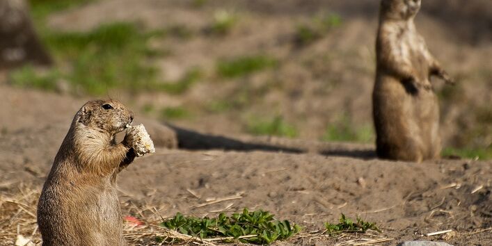 Präriehunde