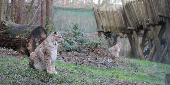 Luchs in der Raubtier-WG mit begehbarem Holzpfad
