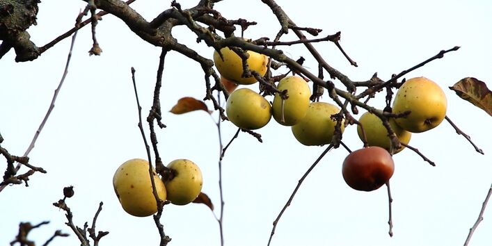 Äpfel an kahlem Zweig