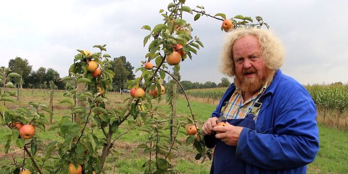 Mann in Apfelplantage