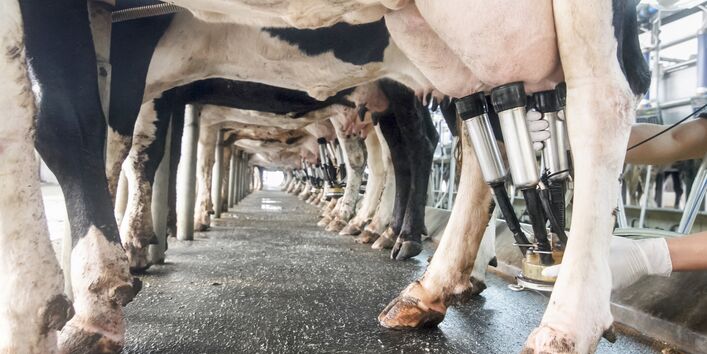 Foto von Kühen im Melkstand 
