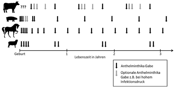 Überblicksdarstellung über die (optionale) Gabe von Anthelminthika für Kuh, Schwein, Pferd und Schaf.