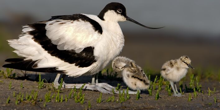 Vogel mit einem langen dünnen Schnabel am Strand