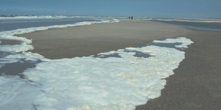 Schaum der abgestorbenen Schaumalgen am Strand