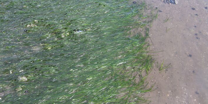 kurze grassähnliche Pflanzen