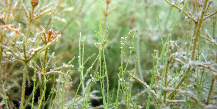 Armleuchteralgen haben ihren Verbreitungsschwerpunkt genau dort, wo dieser Seentyp am häufigsten noch erhalten ist - in den Mecklenburgischen Seenplatten.