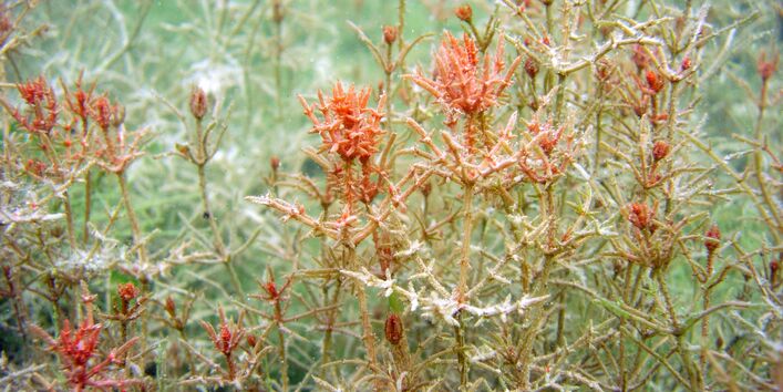 Armleuchteralgen Chara tomentosa ist mit ihrem roten Färbung und großem Wuchs die auffälligste und schönste der Armleuchteralgen 