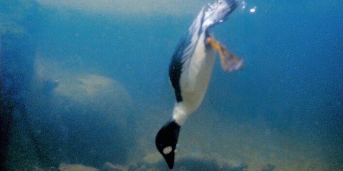 Die Schellente beim Tauchen