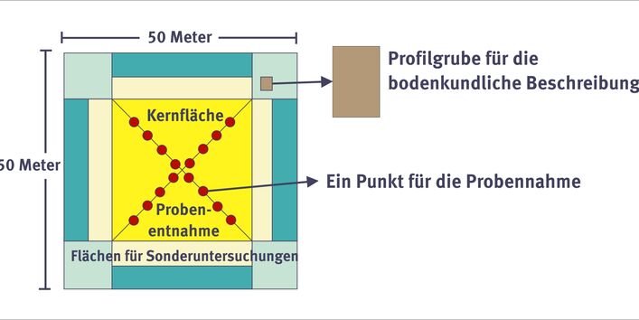Die Messfläche bei der Bodendauerbeobachtung ist 50x50 Meter groß.