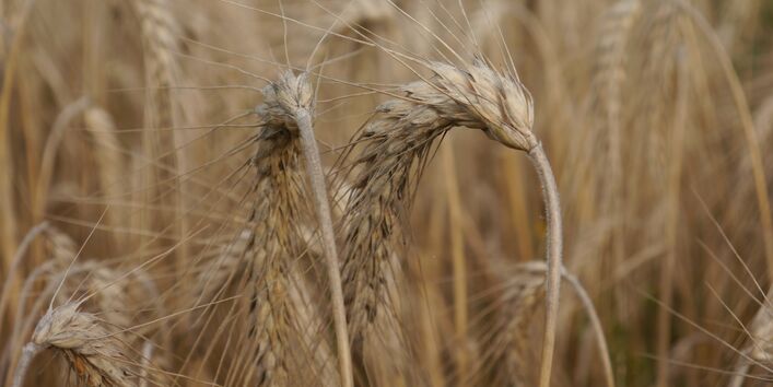 Foto von Gerste kurz vor der Ernte