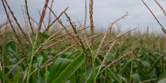 Foto von Maispflanzen.