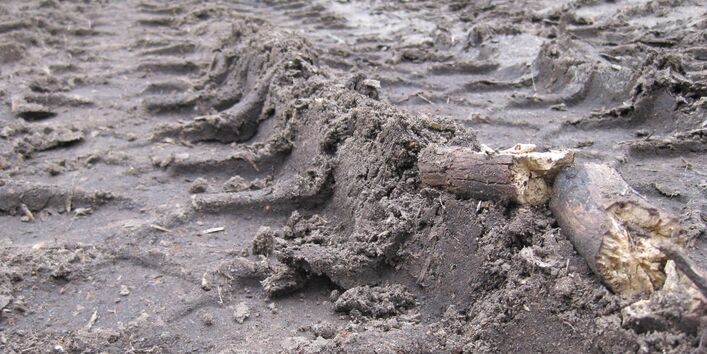 Foto einer Fahrspur im Wald.