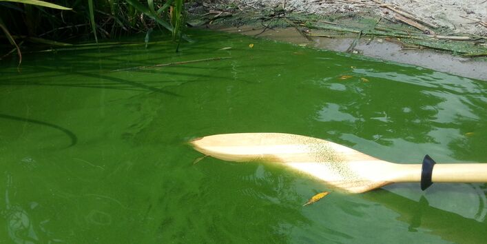 Grüne Wasseroberfläche durch Algenblüte. Ein eingetauchtes Paddel zeigt die geringe Sichttiefe.