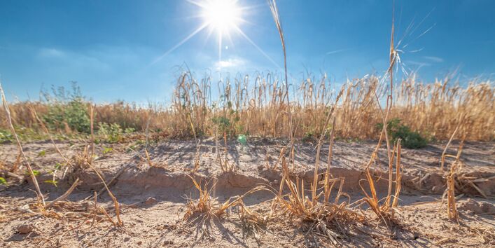 Poor harvests due to heat and drought