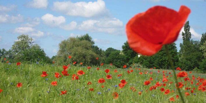 Klatschmohn und Kornblumen in einem Getreidefeld