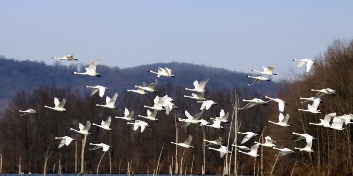 Pfeifschwäne fliegen von einem See auf