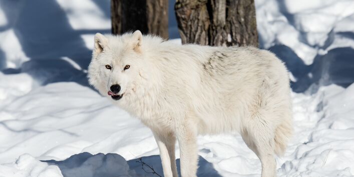 Polarwolf im Schnee