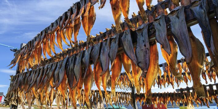 Stockfisch in der Rodebay-Siedlung auf Grönland