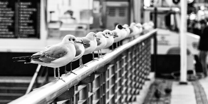 12 Möwen sitzen in einer Reihe nebeneinander auf dem Geländer einer Brücke