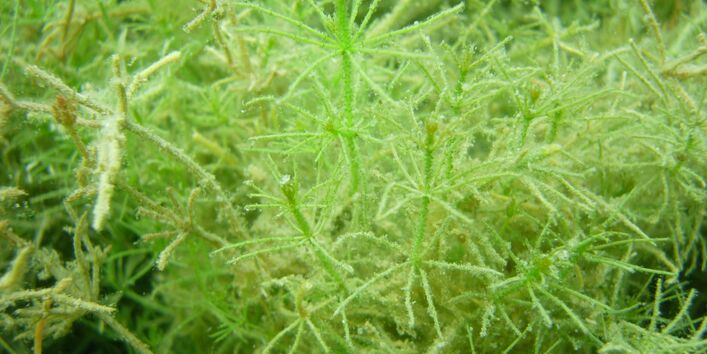 Grüne Armleuchteralgen (Chara rudis) im See